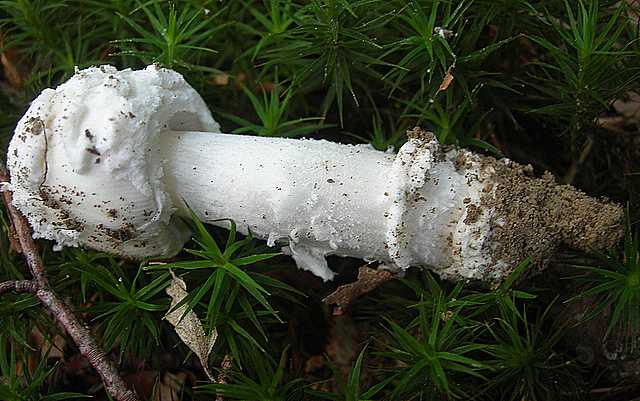 Amanita eliae    Qulet